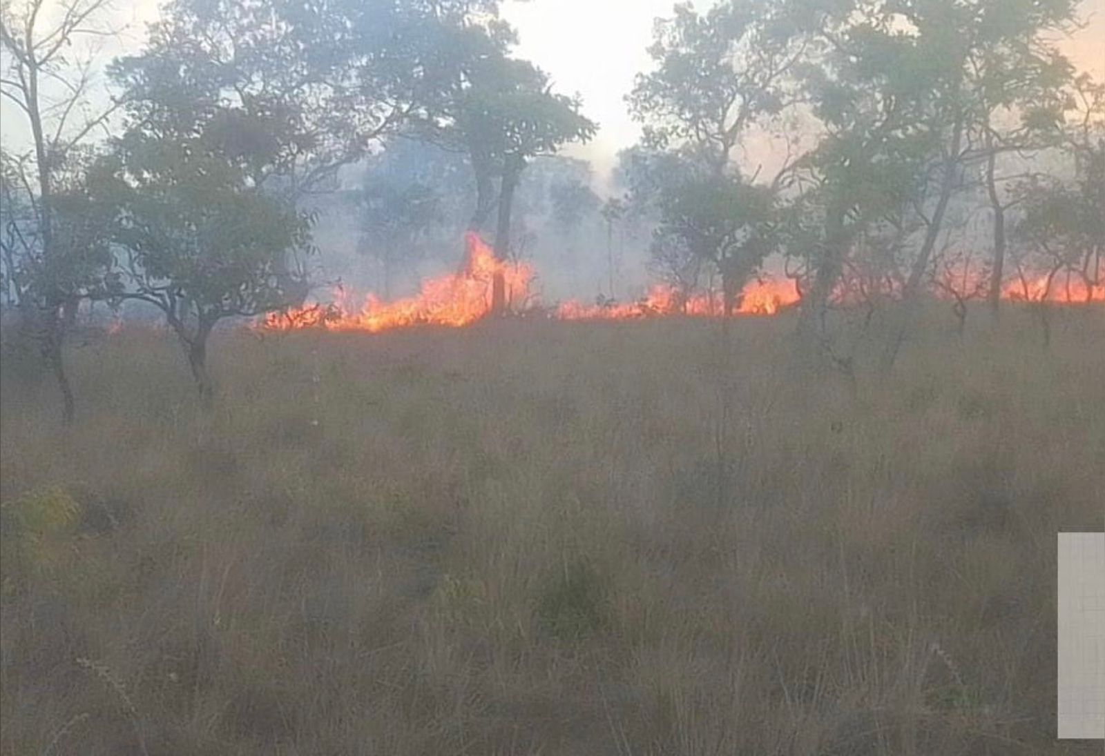 Superintendente do Ibama pede Força Nacional no Maranhão para combater incêndios florestais em área do Parque do Mirador