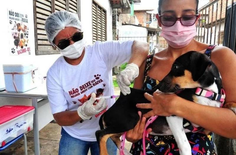 Prefeitura de São Luís inicia campanha de vacinação de cães e gatos neste sábado (4) Prefeitura de São Luís inicia campanha de vacinação de cães e gatos neste sábado (4)